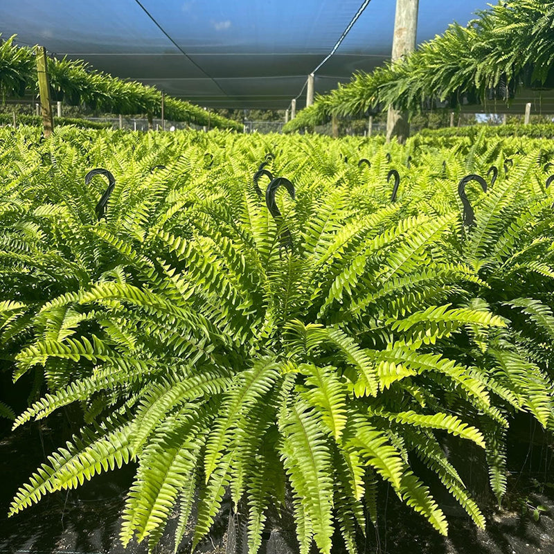 🔥Oversized Pre-Lit Artificial Boston Ferns --No watering, No fading